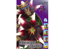 Lilium Nettys Pride 200,2�. �� 10��.jpg