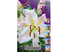 Lilium Noblesse 179,3�. �� 10��.jpg