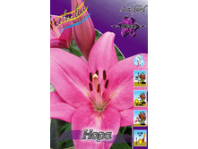 Lilium Norah 142,6�. �� 10��.jpg