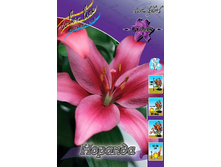 Lilium Noranda 126,8�. �� 10��.jpg