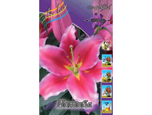 Lilium Notable 145,2�. �� 5��.jpg