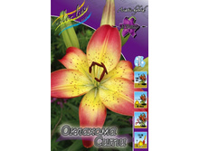 Lilium Oklahoma City 163,5�. �� 10��.jpg
