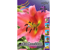 Lilium On Stage 147,8�. �� 5��.jpg