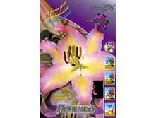 Lilium Papilio 139,4�. �� 10��.jpg