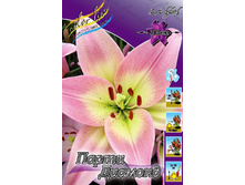 Lilium Party Diamond 116,4�. �� 10��.jpg