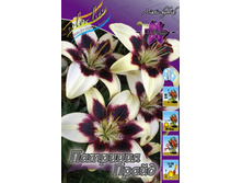 Lilium Patricias Pride 200,2�. �� 10��.jpg