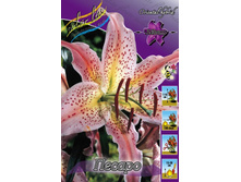 Lilium Pesaro 161,4�. �� 10��.jpg