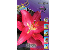 Lilium Pico 175,1�. �� 10��.jpg
