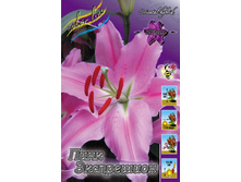 Lilium Pink Expression 163,5�. �� 10��.jpg