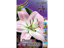 Lilium Pink Meadow 168,8�. �� 10��.jpg