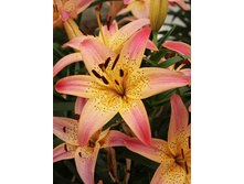 Lilium Pink Pixie NEW 175,1�. �� 10��.jpg