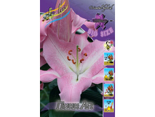 Lilium Pinn Up 92,8�. �� 5��.jpg