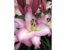 Lilium Piquet NEW 195�. �� 10��.jpg