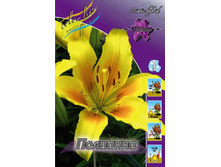 Lilium Polyanna 124,7�. �� 10��.jpg