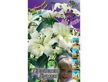 Lilium Pretty Women 284,1�. �� 10��.jpg