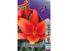 Lilium Promenade 139,4�. �� 10��.jpg