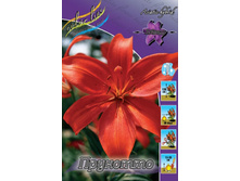 Lilium Prunotto 147,8�. �� 10��.jpg