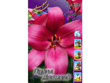 Lilium Purple Diamond 132,10�. �� 10��.jpg