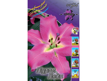 Lilium Purple Lady 126,8�. �� 5��.jpg