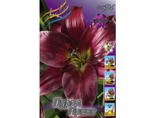 Lilium Purple Prince 147,8�. �� 5��.jpg