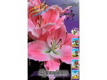 Lilium Queenfish 195�. �� 10��.jpg