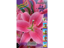 Lilium Rayo 184,5�. �� 10��.jpg