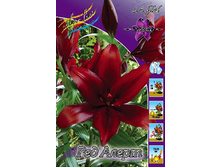 Lilium Red Alert 116,4�. �� 10��.jpg