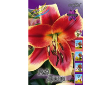 Lilium Red Dutch 168,8�. �� 10��.jpg