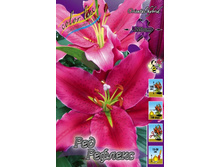 Lilium Red Reflex 153,1�. �� 10��.jpg