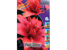 Lilium Red Twin 299,9�. �� 10��.jpg