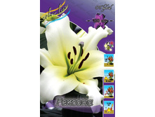 Lilium Rexona 175,2�. �� 10��.jpg