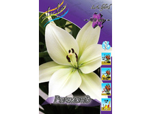 Lilium Richmond 100,6�. �� 10��.jpg