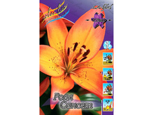 Lilium Royal Sunset 146,6�. �� 10��.jpg