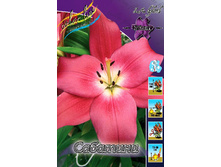 Lilium Sabatini 147,8�. �� 10��.jpg