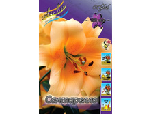 Lilium Saltarello 175,1�. �� 10��.jpg