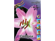 Lilium Sensual 163.5�. �� 10��.jpg