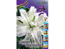 Lilium Serene Angel 326,1�. �� 5��.jpg