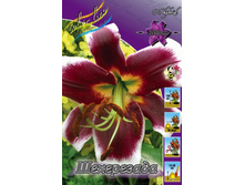 Lilium Sheherezade 273,6�. �� 10��.jpg
