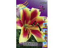 Lilium Shocking 175,1�. �� 10��.jpg