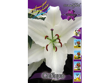 Lilium Siberia 116,4�. �� 10��.jpg