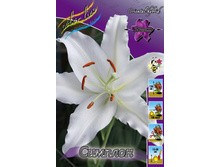Lilium Simplon 126,8�. �� 10��.jpg