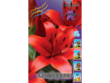Lilium Solfarino 168,8�. �� 10��.jpg