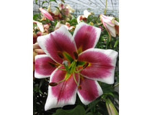 Lilium Solid Red NEW 273,6�. �� 10��.jpg