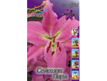 Lilium Solomon Pearl 168,8�. �� 10��.jpg