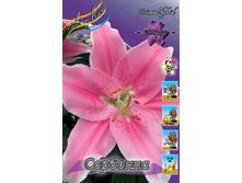 Lilium Sorbonne 132,1�. �� 10��.jpg