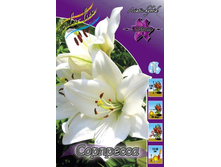 Lilium Sorpressa 132,10�. �� 10��.jpg