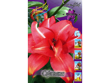 Lilium Sphinx 247,4�. �� 10��.jpg
