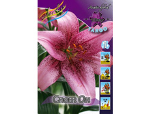 Lilium Spot On 184,5�. �� 10��.jpg