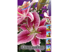 Lilium Stargazer 126,8�. �� 10��.jpg