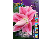 Lilium Sweet Rosy 326,1�. �� 5��.jpg